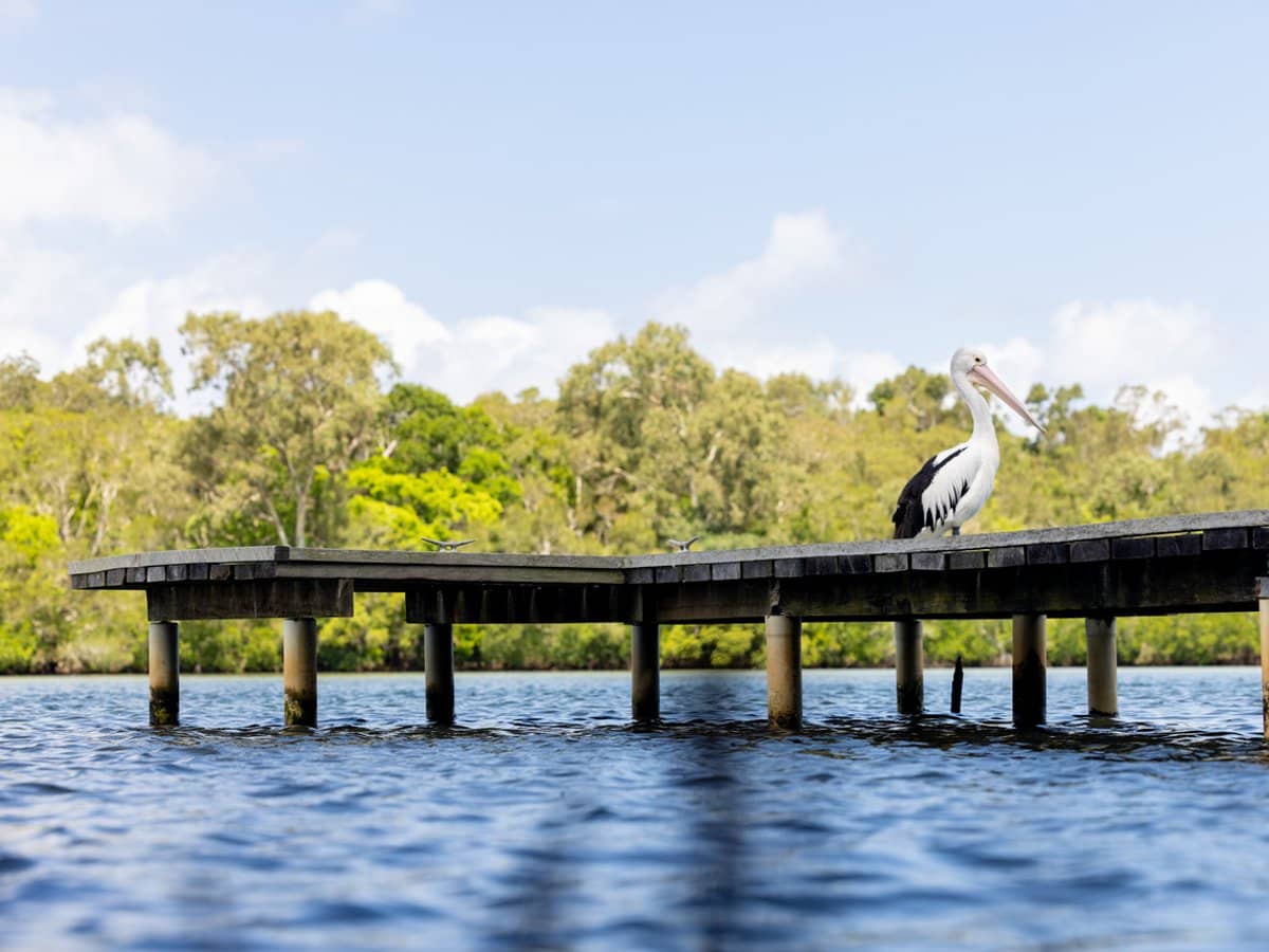 97 Lake Weyba Drive, NOOSAVILLE - Thumbnail 31