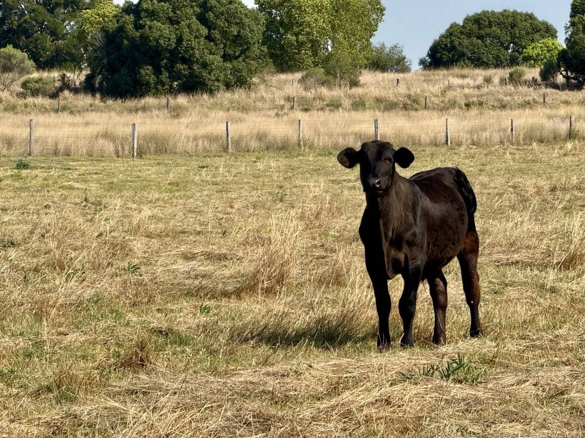 522-572 Lyndhurst Lane (108 Inverleigh Rd), Rosenthal Heights - Thumbnail 27