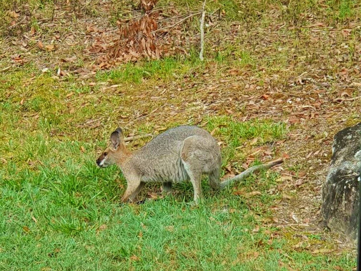 21-29 Fryar Road, LOGAN VILLAGE - Thumbnail 33