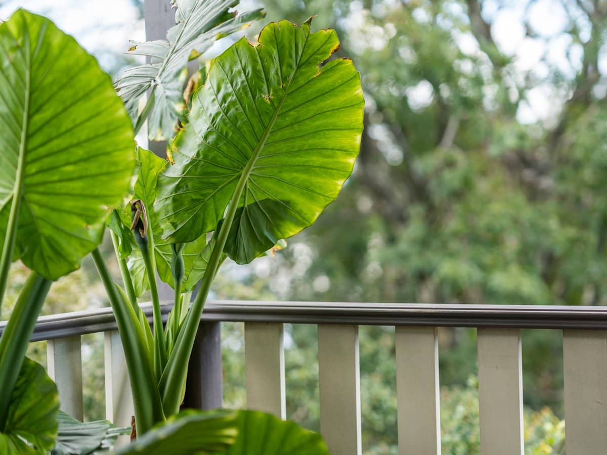 102 Gordon Parade, MANLY - Thumbnail 23