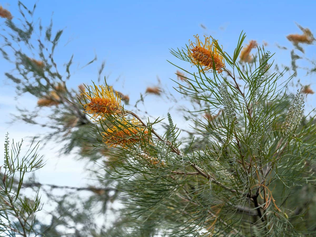 102 Gordon Parade, MANLY - Thumbnail 29