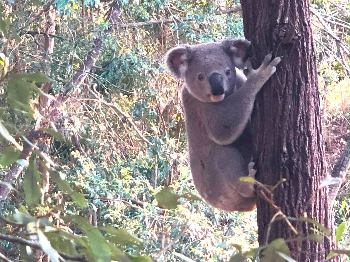 39 Olivia Drive, CARINA HEIGHTS - Thumbnail 18