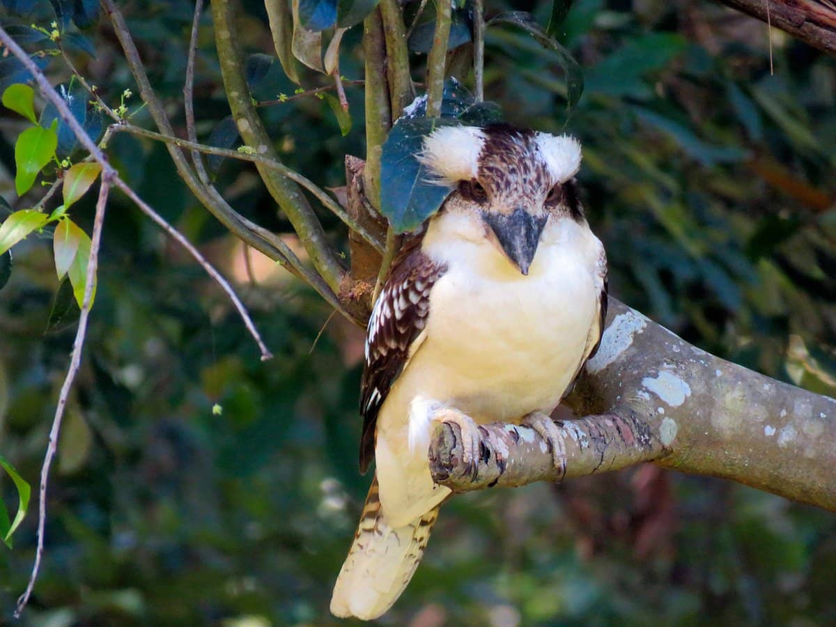 39 Olivia Drive, CARINA HEIGHTS - Thumbnail 19