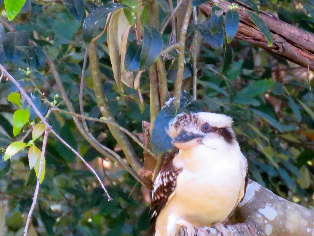 39 Olivia Drive, CARINA HEIGHTS - Thumbnail 20