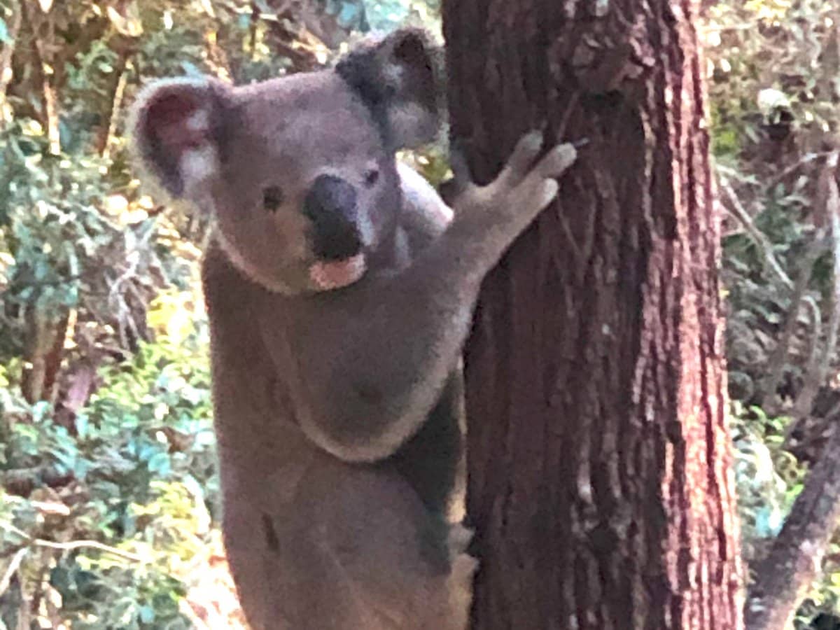 39 Olivia Drive, CARINA HEIGHTS - Thumbnail 21