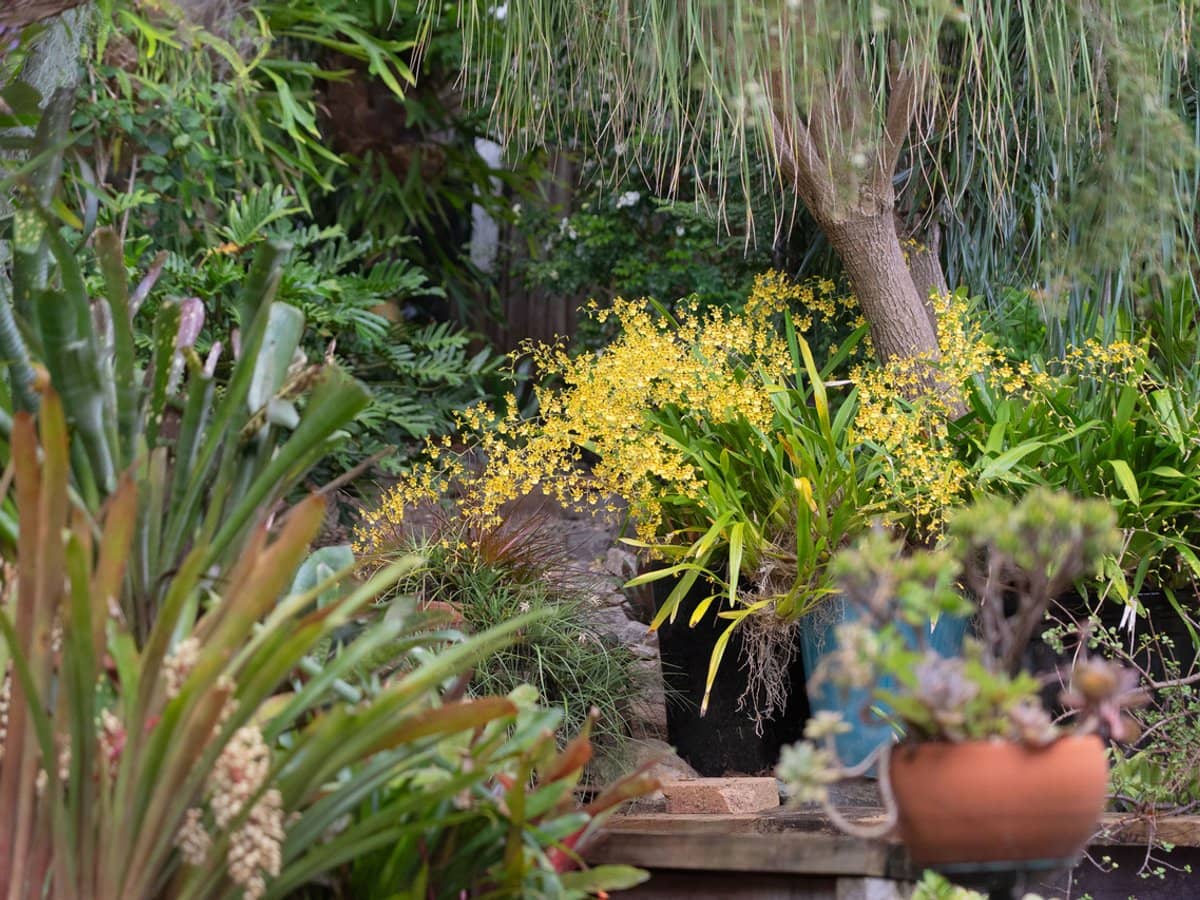 36 Coonara Street, HOLLAND PARK - Thumbnail 15