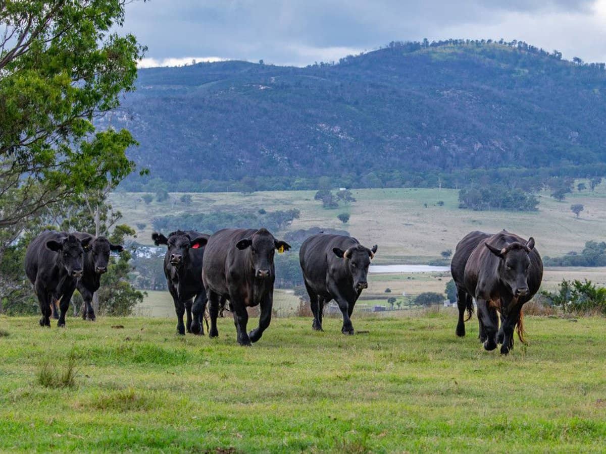 337 Mount Mackenzie Road, Tenterfield - Thumbnail 2