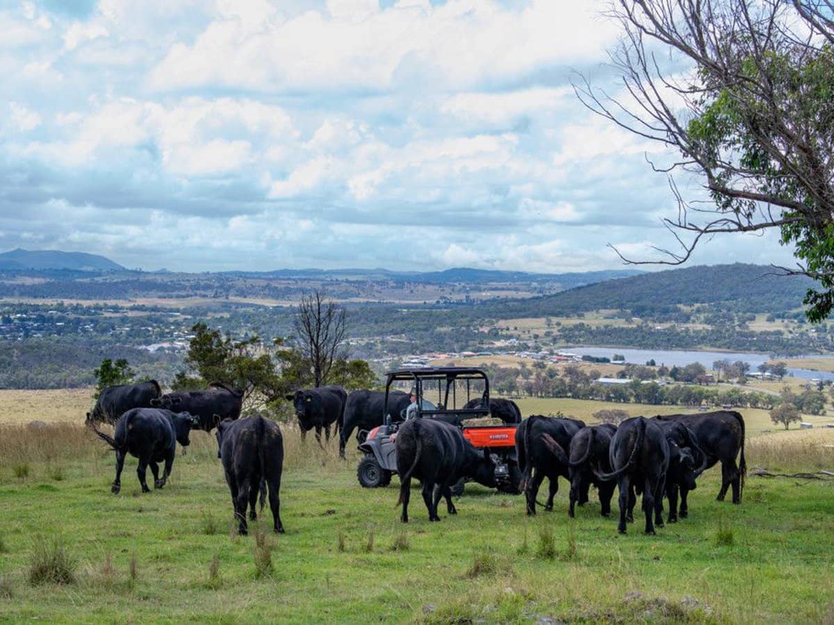 337 Mount Mackenzie Road, Tenterfield - Thumbnail 10