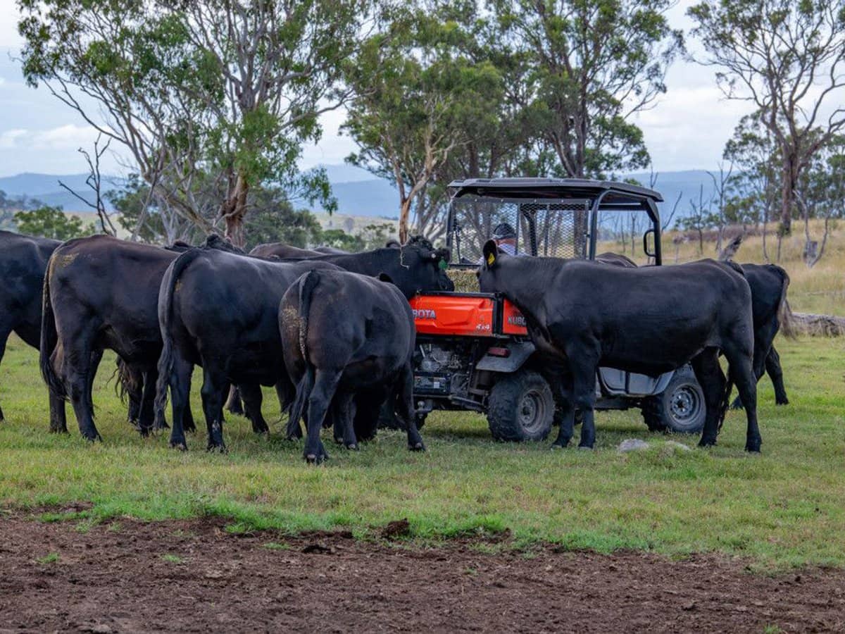 337 Mount Mackenzie Road, Tenterfield - Thumbnail 16