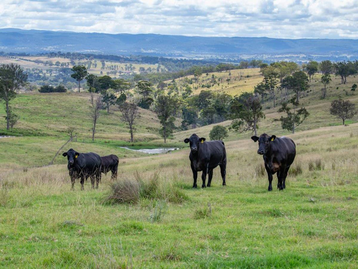 337 Mount Mackenzie Road, Tenterfield - Thumbnail 19