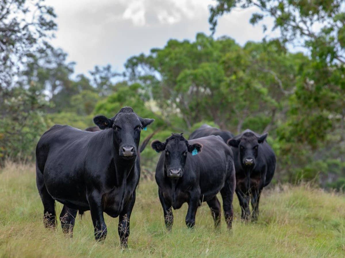 337 Mount Mackenzie Road, Tenterfield - Thumbnail 25