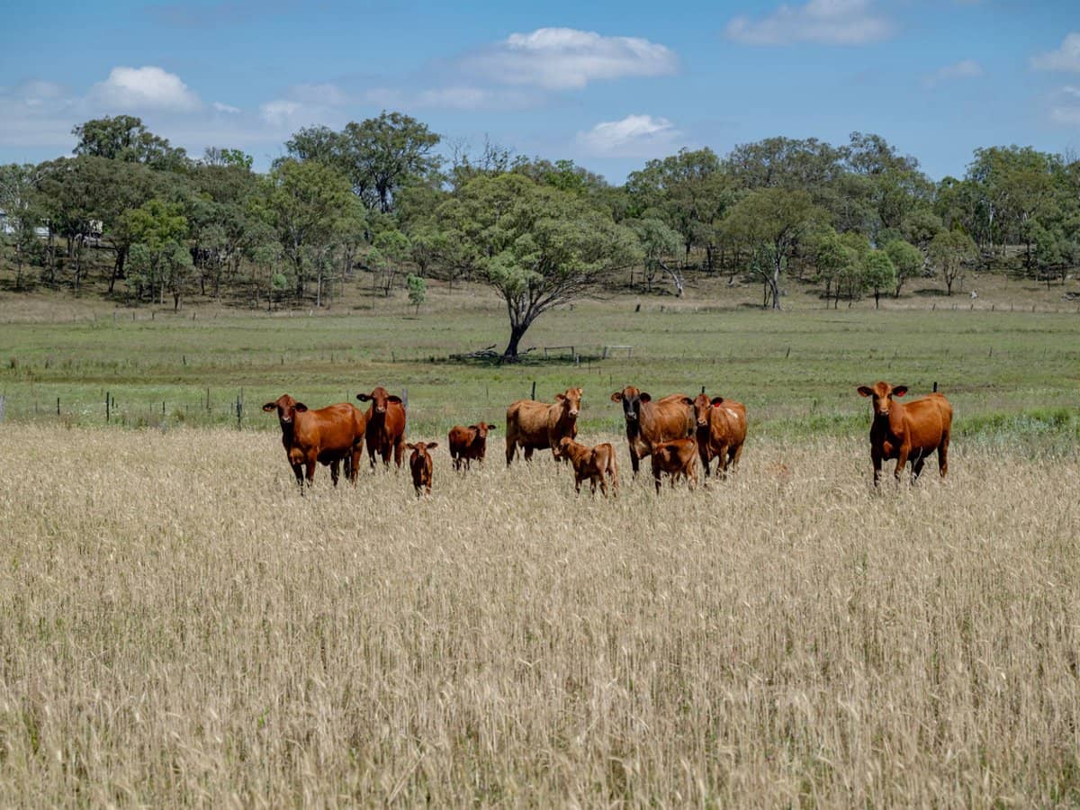 101 Clifford Road, Allora - Thumbnail 16