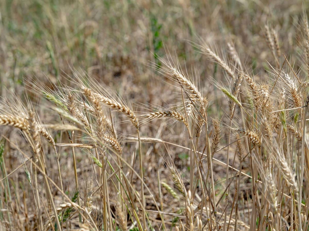 101 Clifford Road, Allora - Thumbnail 26