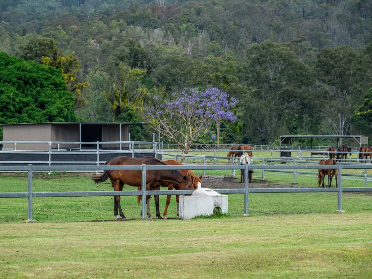 2567 Beaudesert Nerang Road, Benobble - Thumbnail 26