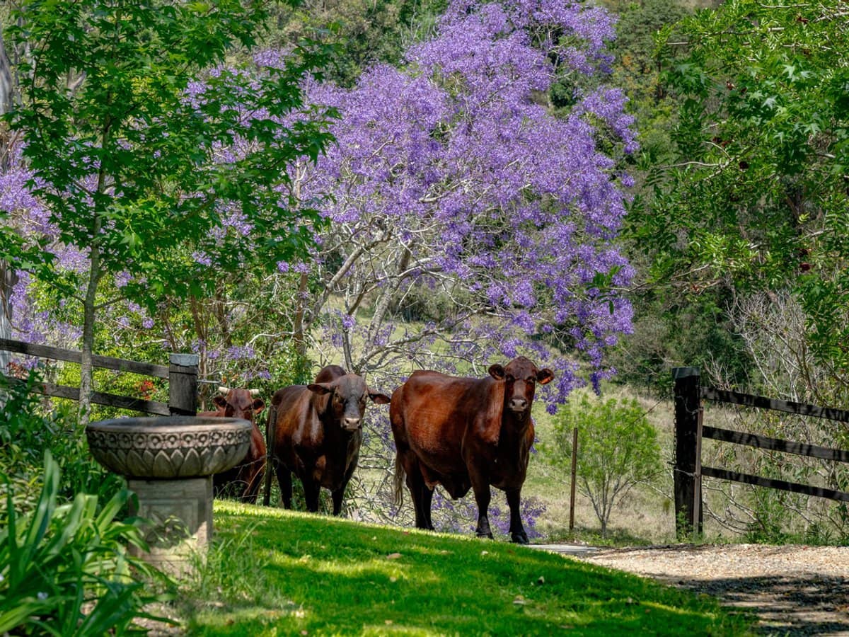 3196 Christmas Creek Road, Lamington - Thumbnail 25