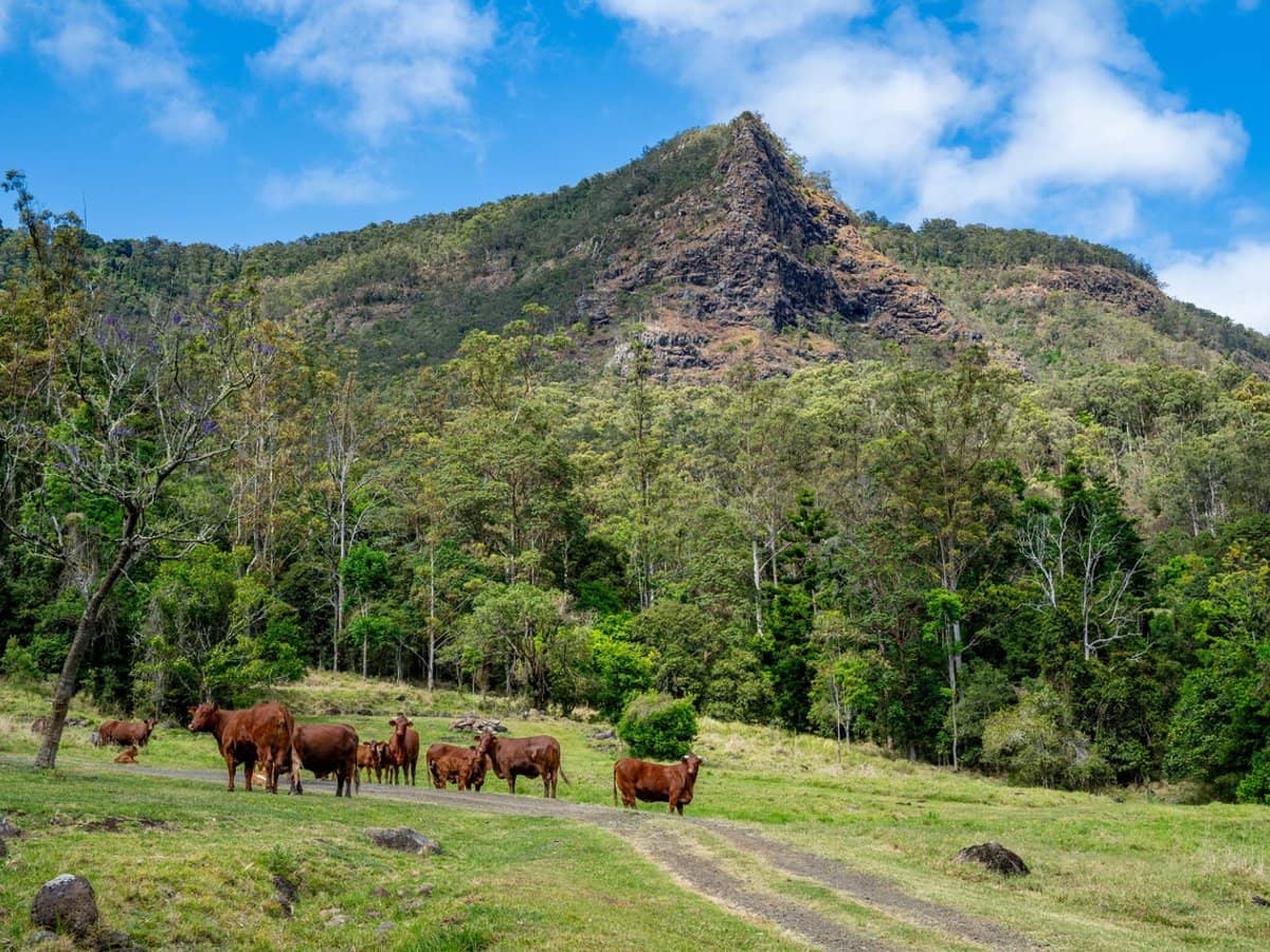 3196 Christmas Creek Road, Lamington - Thumbnail 26