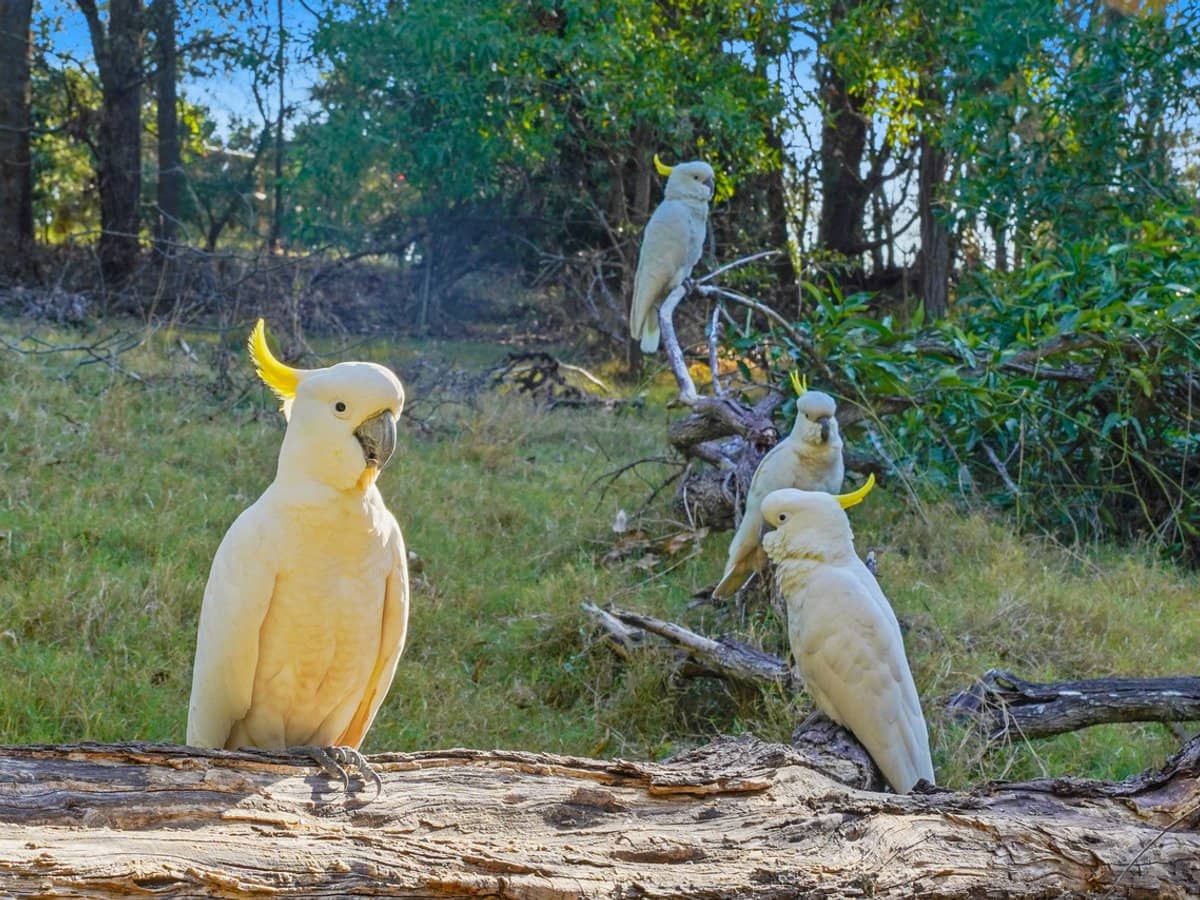 75 Kloske Road, Burbank - Thumbnail 13