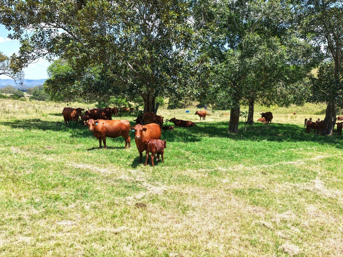 516 Scrub Creek Road, Scrub Creek - Thumbnail 3