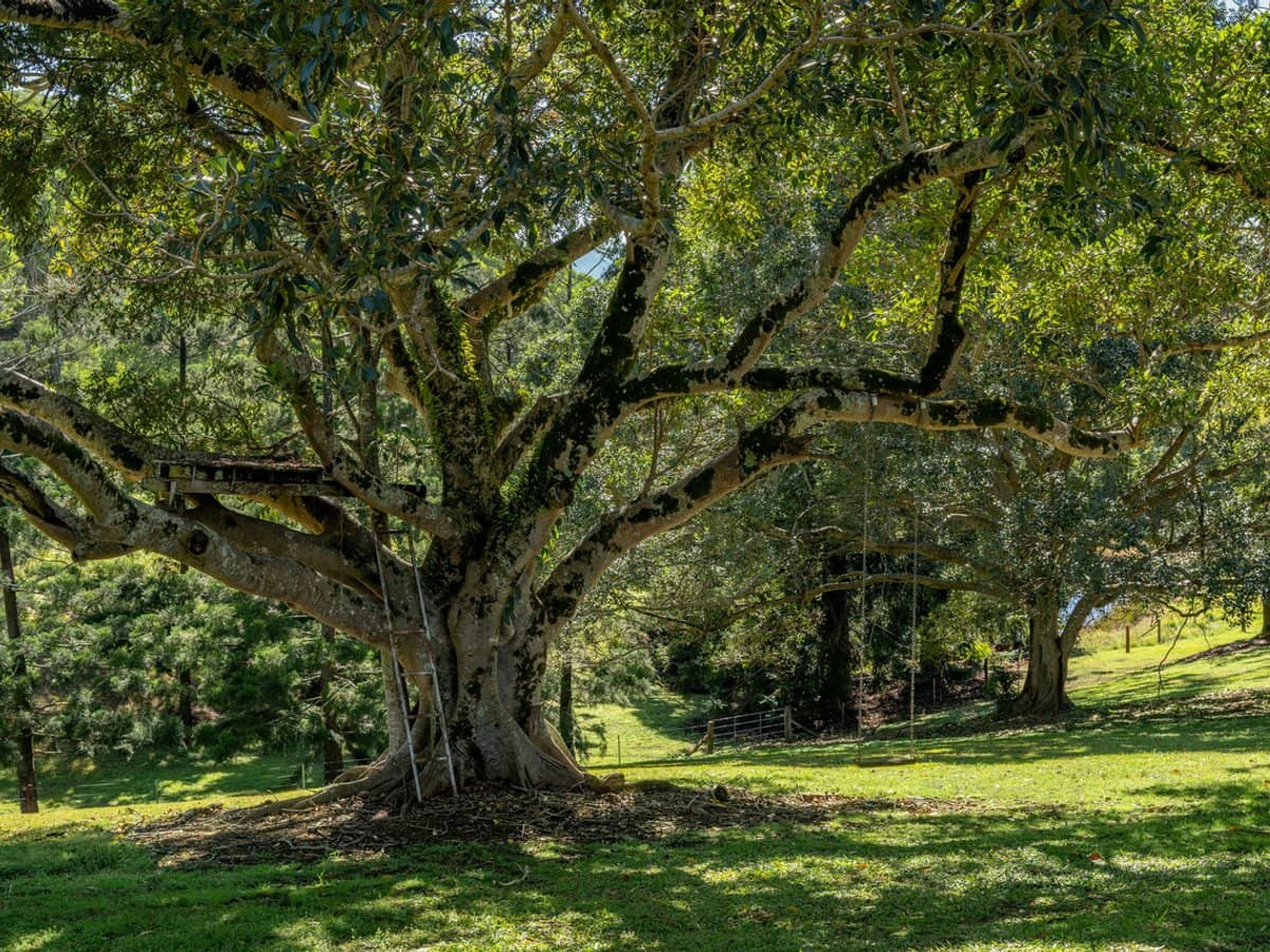 994 Laceys Creek Road, Laceys Creek - Thumbnail 5