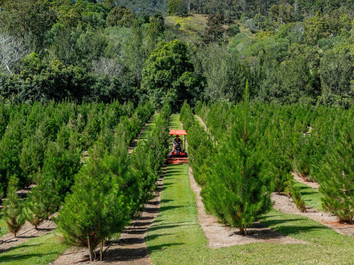 994 Laceys Creek Road, Laceys Creek - Thumbnail 6