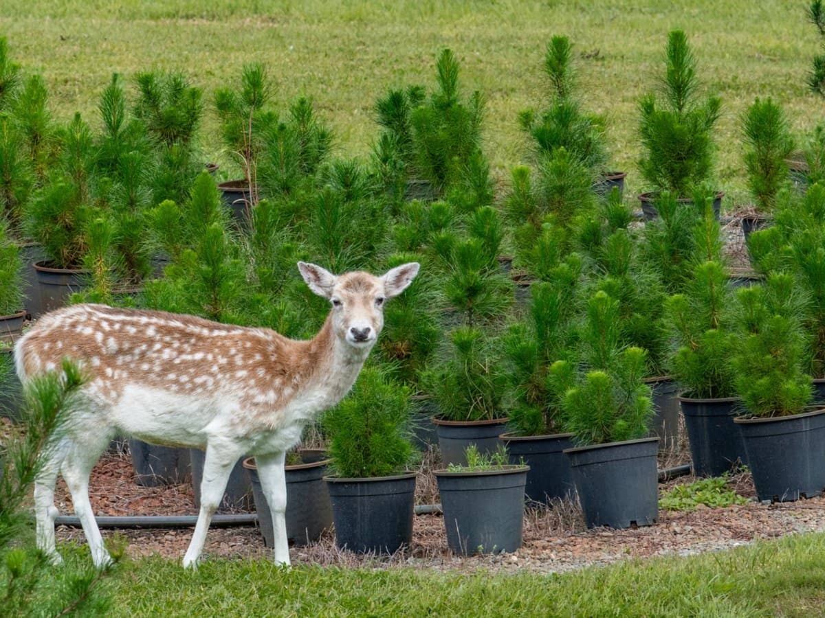 994 Laceys Creek Road, Laceys Creek - Thumbnail 9