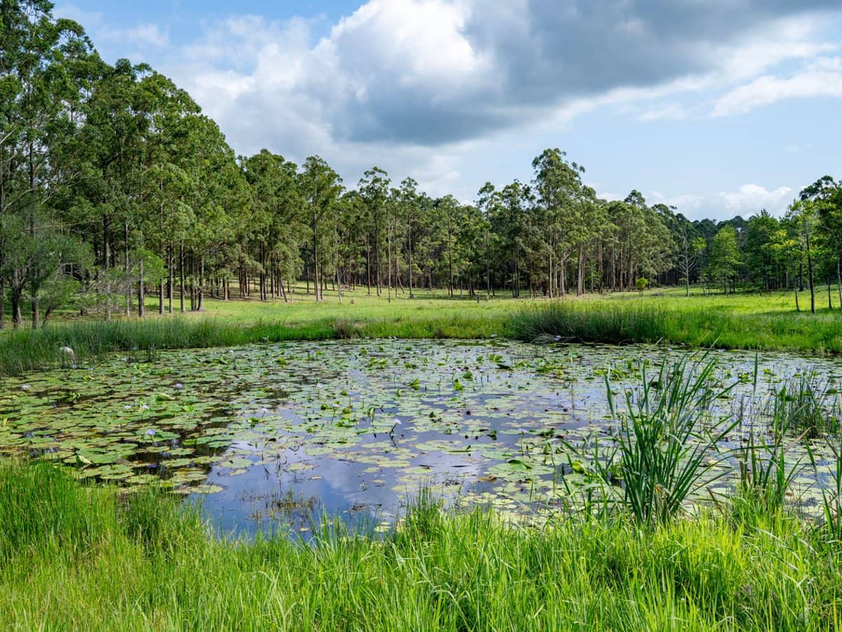 239 Parsons Road, Coondoo - Thumbnail 6