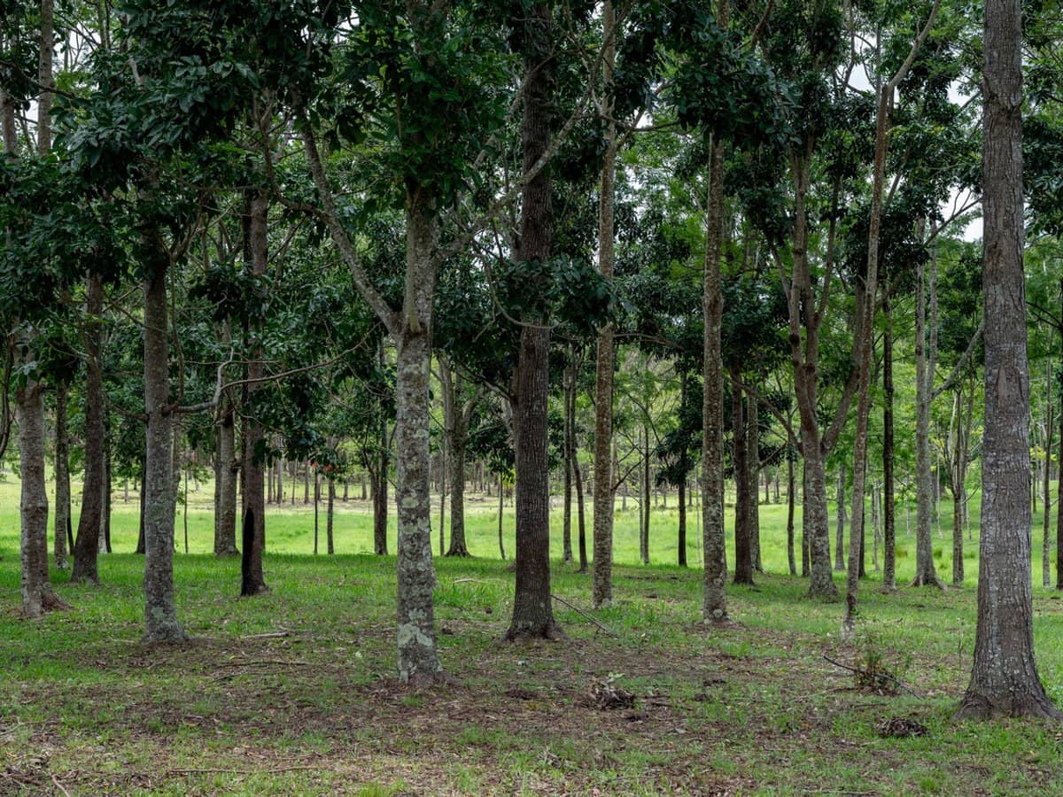 239 Parsons Road, Coondoo - Thumbnail 19