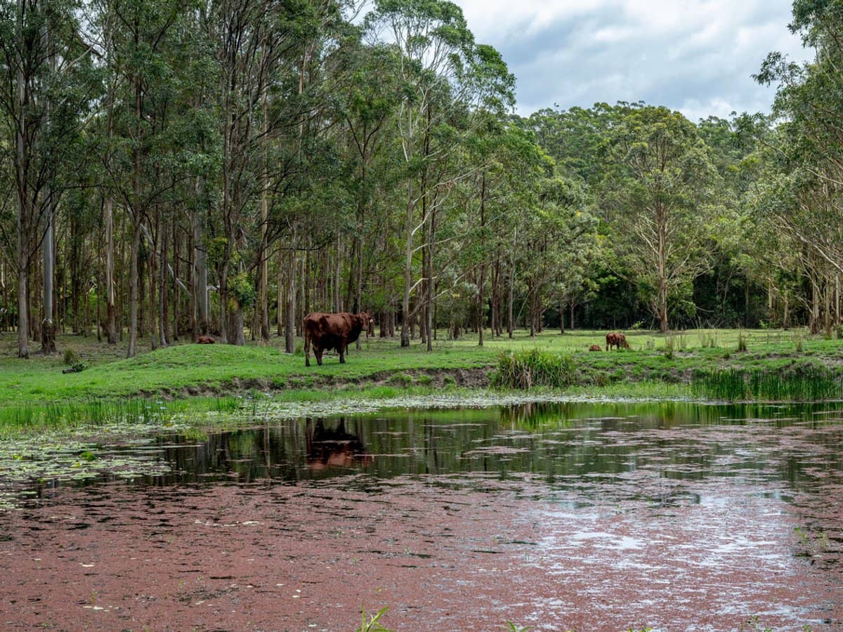 239 Parsons Road, Coondoo - Thumbnail 22