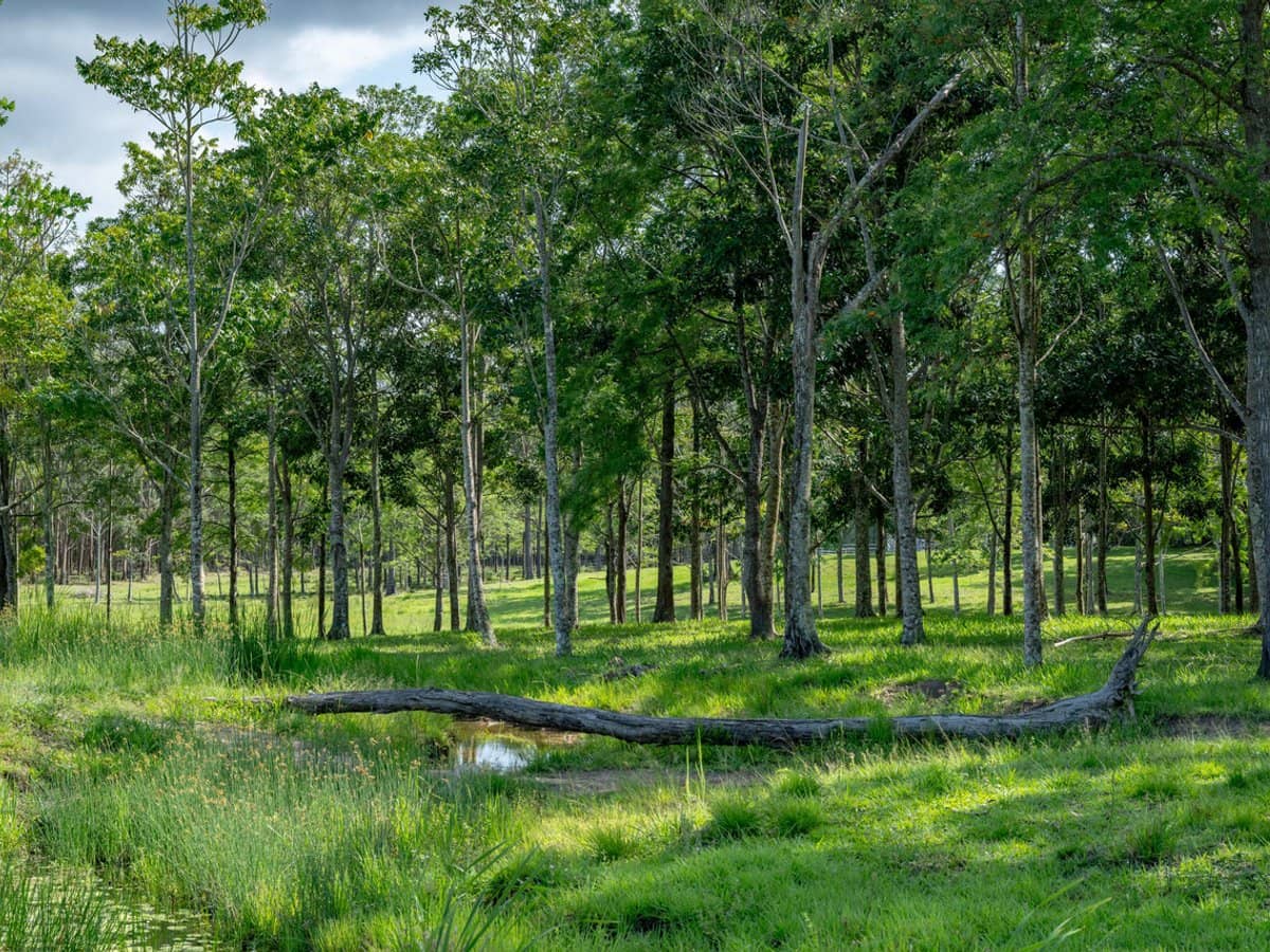 239 Parsons Road, Coondoo - Thumbnail 23