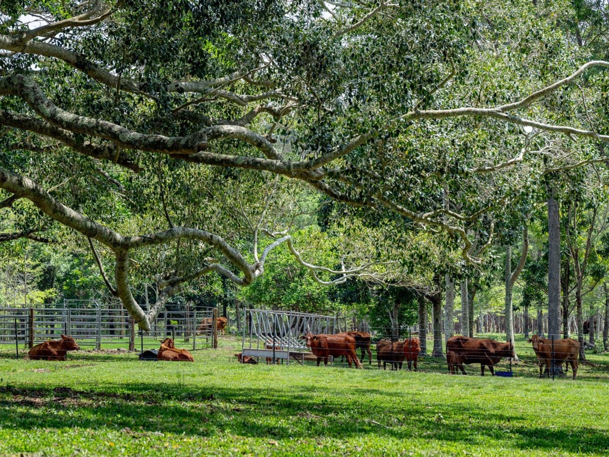 239 Parsons Road, Coondoo - Thumbnail 25