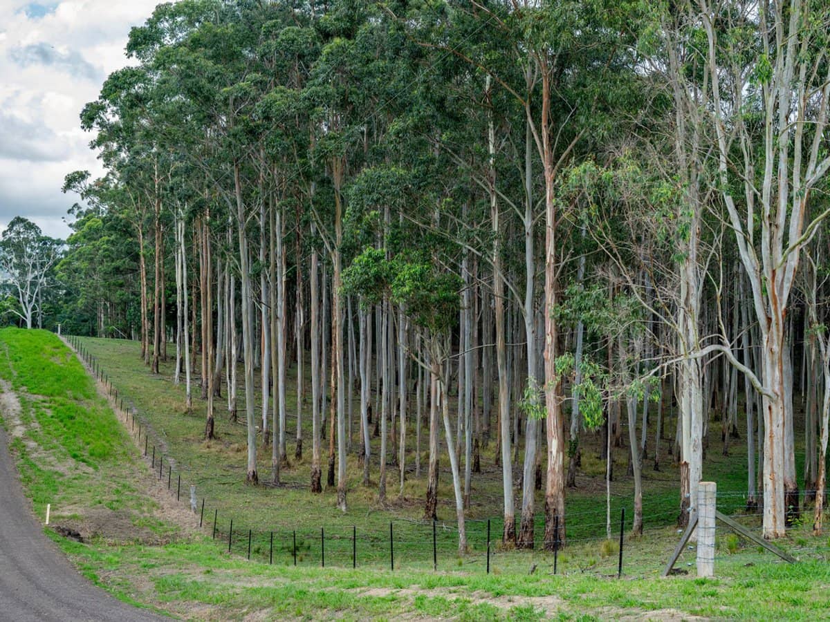 239 Parsons Road, Coondoo - Thumbnail 26