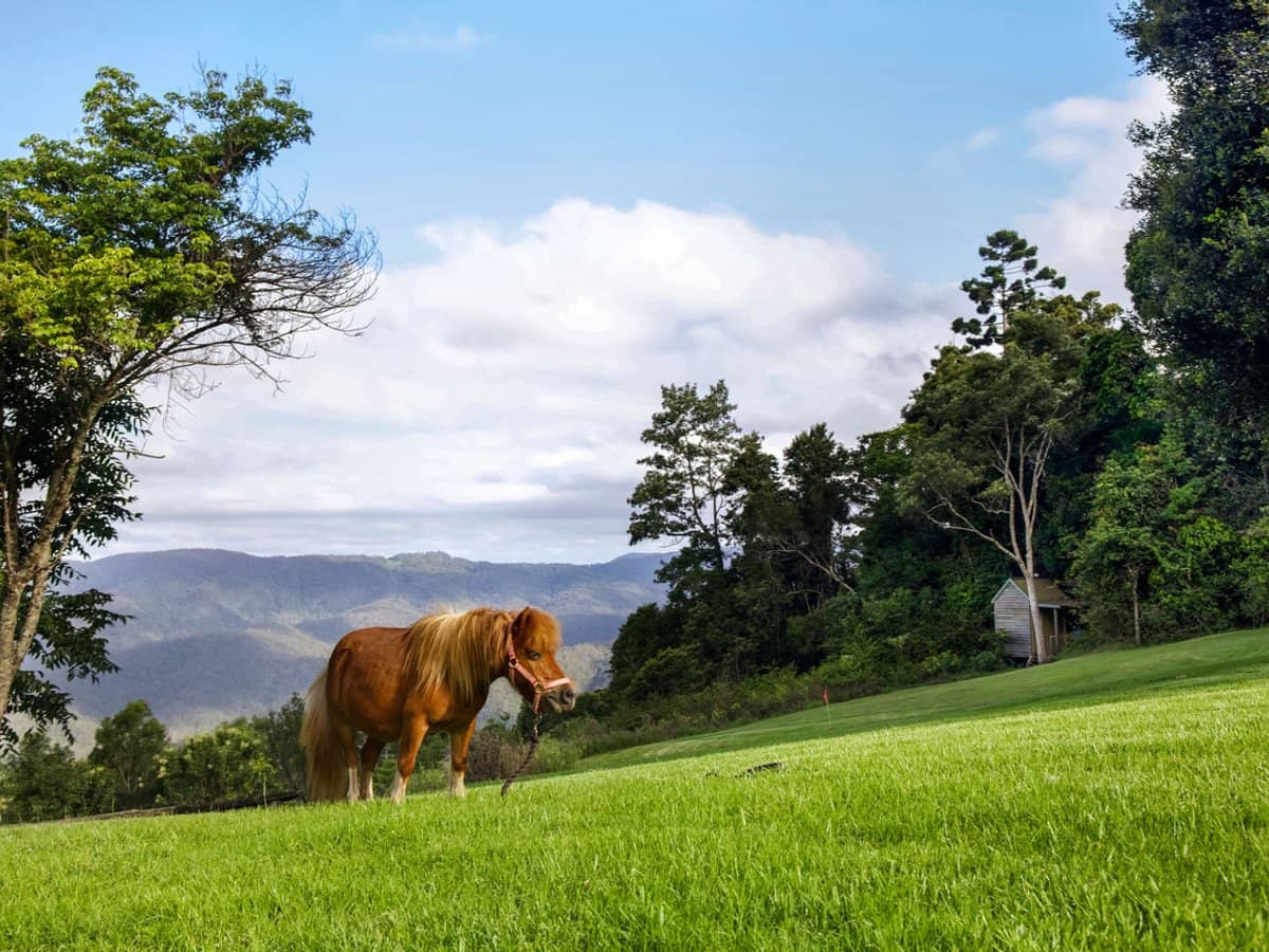 1531 Beechmont Road, Beechmont - Thumbnail 3