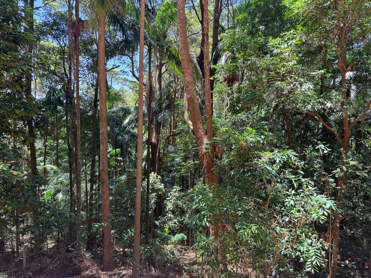 127 Wongawallan Road, TAMBORINE MOUNTAIN - Thumbnail 2