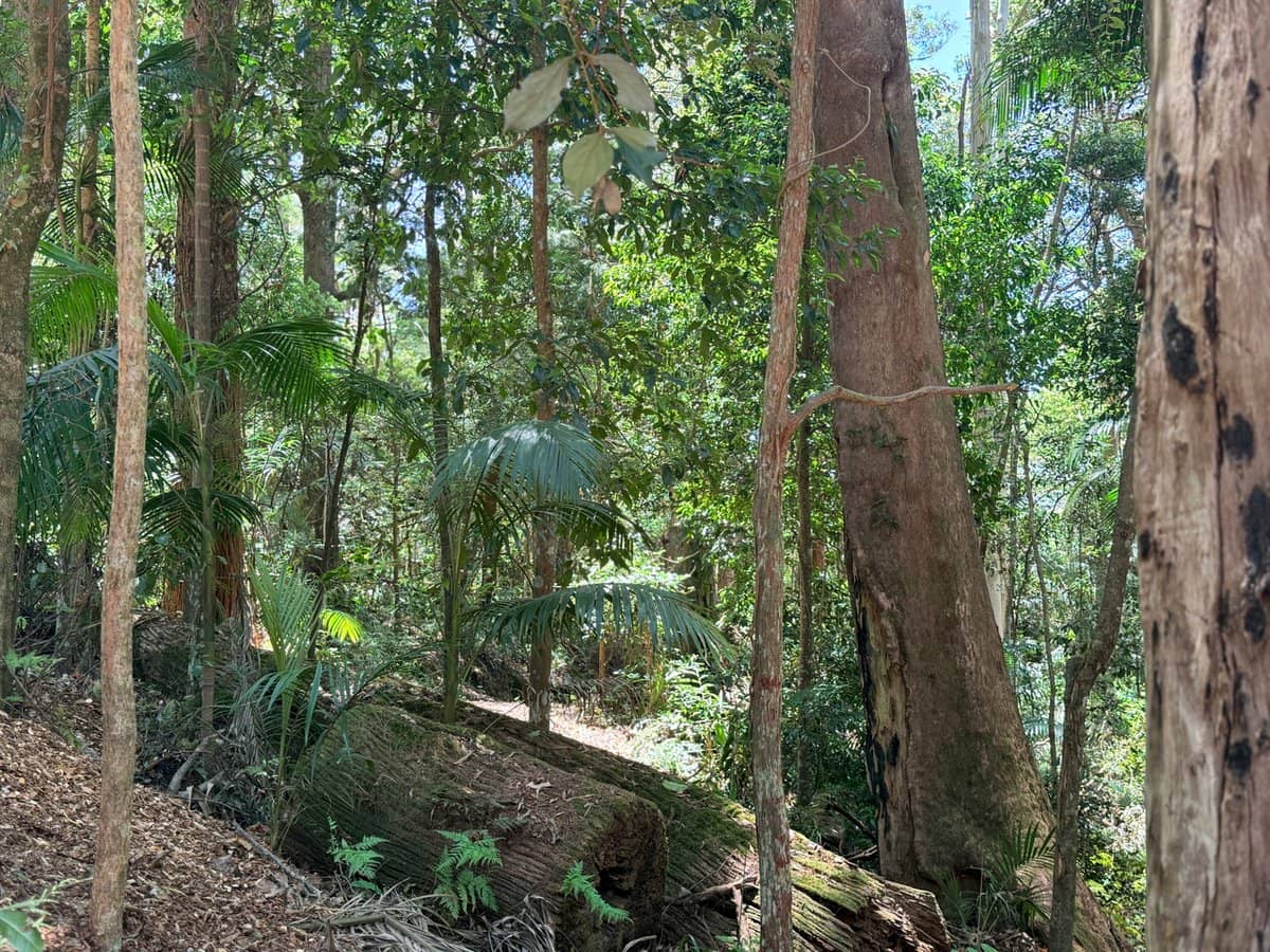 127 Wongawallan Road, TAMBORINE MOUNTAIN - Thumbnail 4