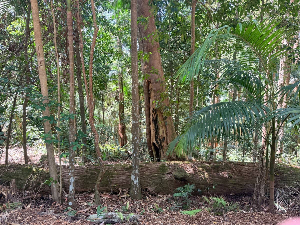 127 Wongawallan Road, TAMBORINE MOUNTAIN - Thumbnail 9