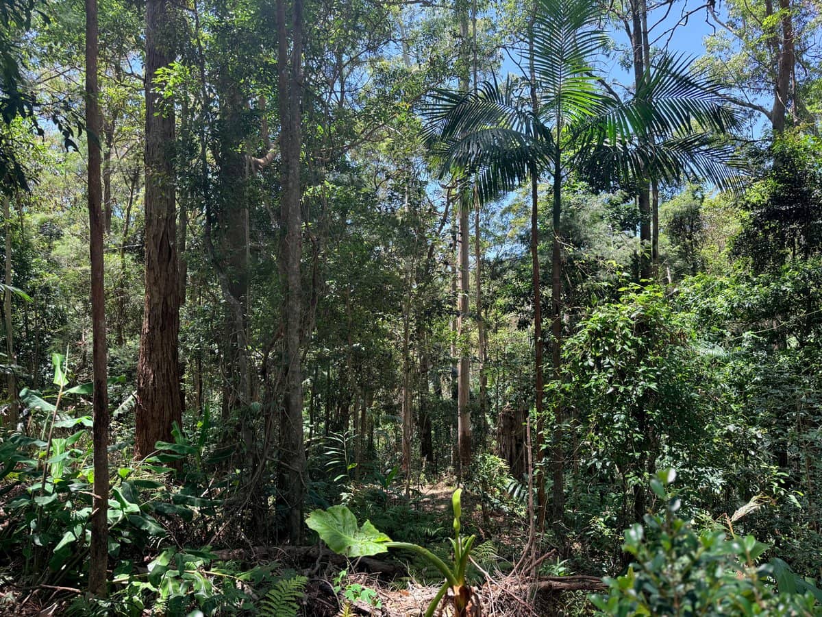 127 Wongawallan Road, TAMBORINE MOUNTAIN - Thumbnail 10