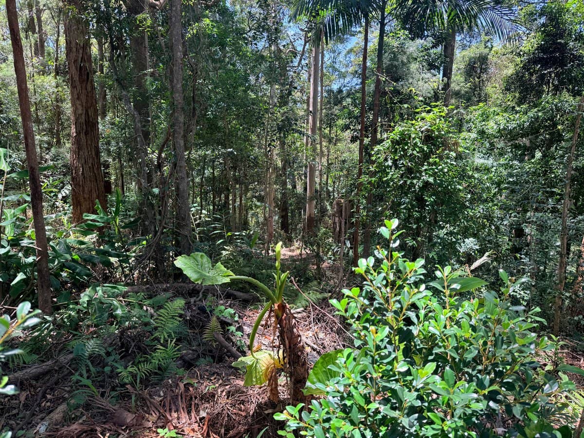 127 Wongawallan Road, TAMBORINE MOUNTAIN - Thumbnail 13