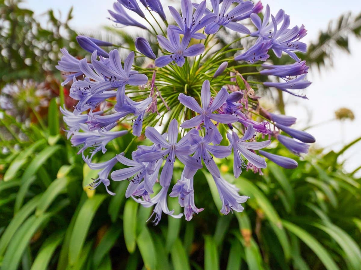 22 Glauca Street, BURLEIGH HEADS - Thumbnail 18