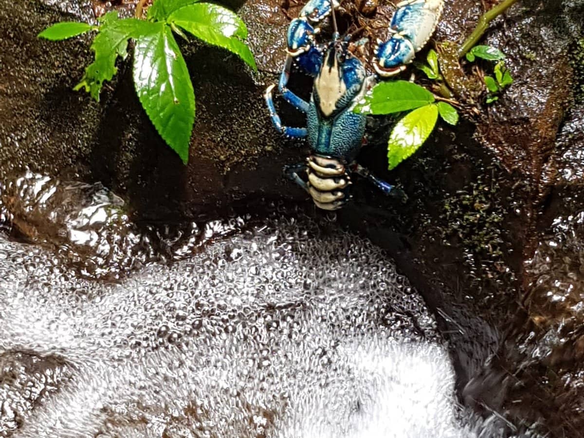 162 Repeater Station Road, SPRINGBROOK - Thumbnail 25