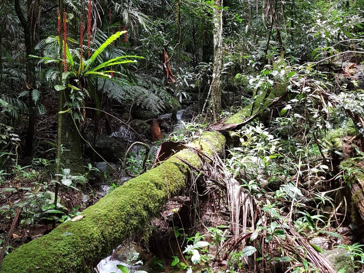 162 Repeater Station Road, SPRINGBROOK - Thumbnail 26