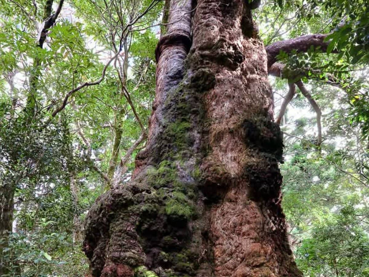 162 Repeater Station Road, SPRINGBROOK - Thumbnail 29