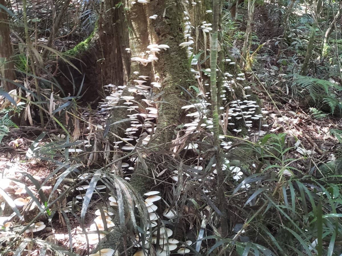 162 Repeater Station Road, SPRINGBROOK - Thumbnail 30