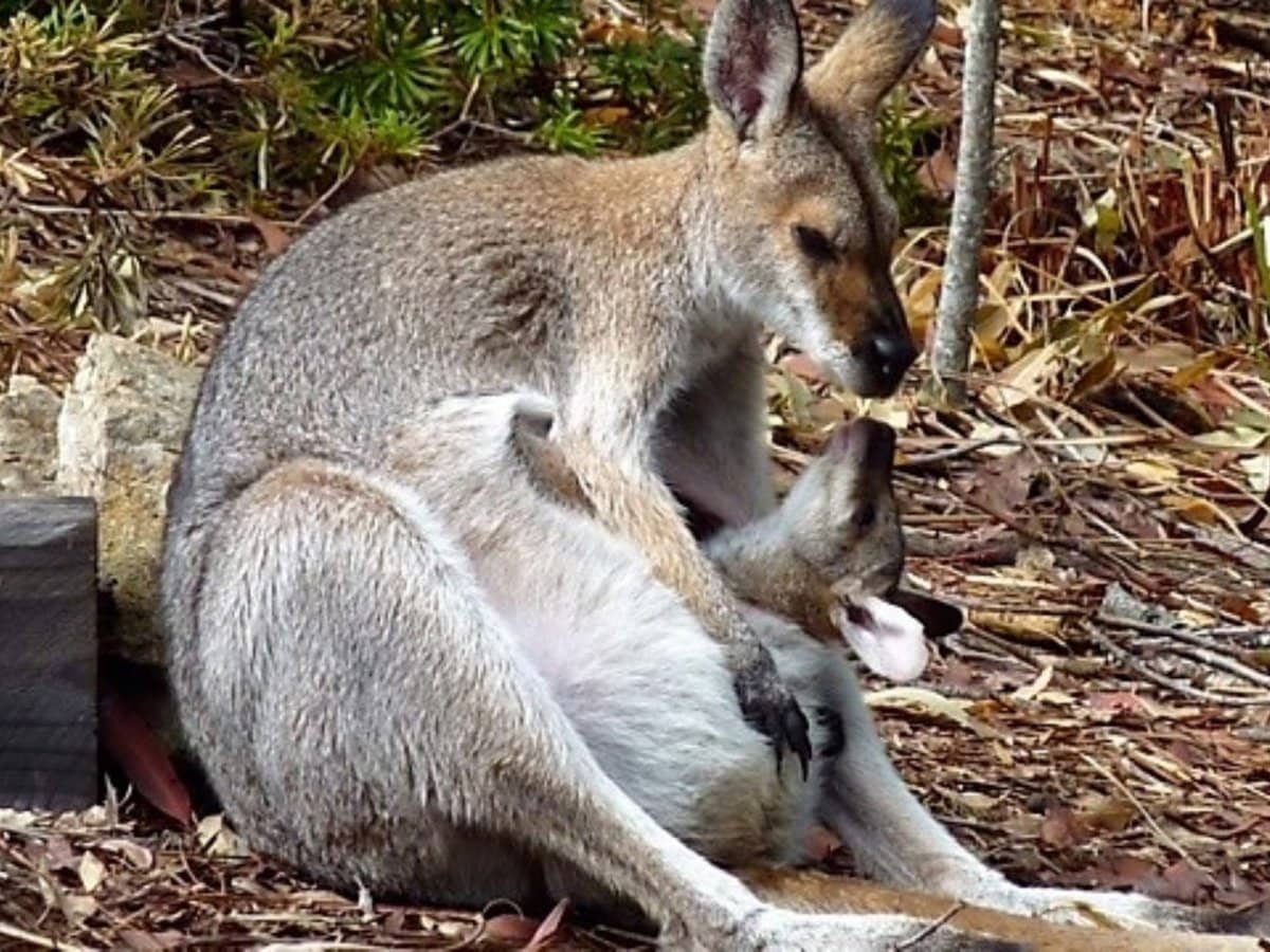 30 Jamberoo Court, TALLEBUDGERA - Thumbnail 2