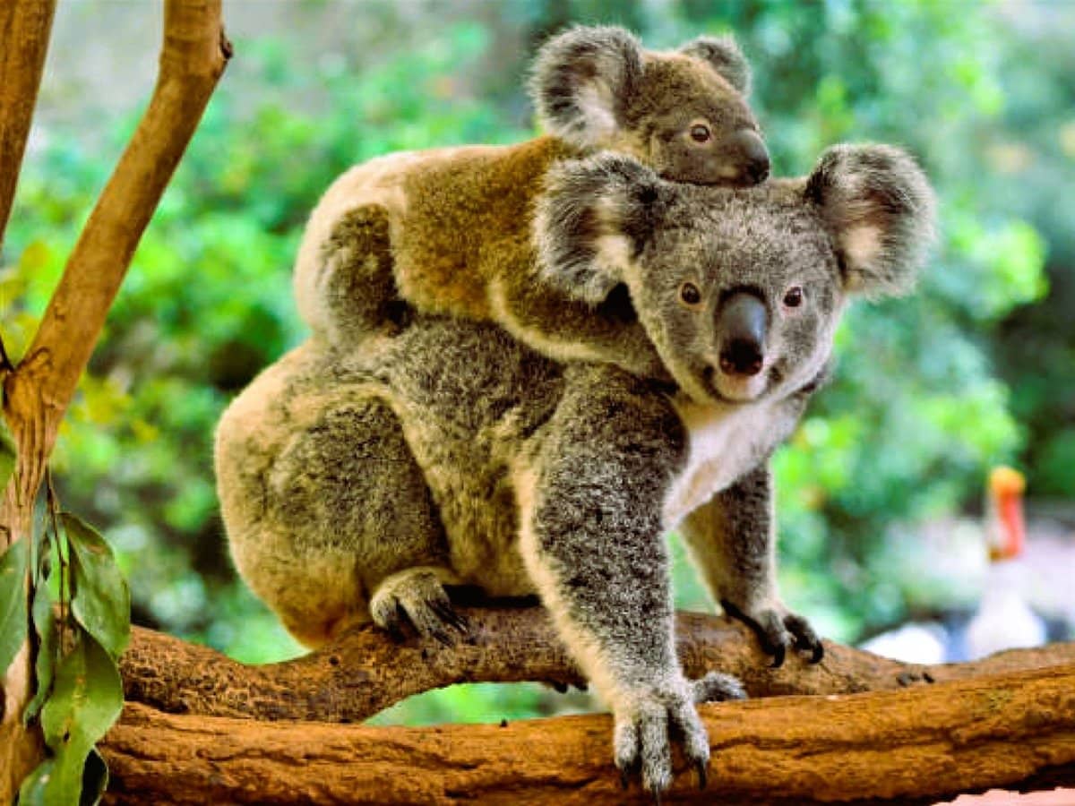 30 Jamberoo Court, TALLEBUDGERA - Thumbnail 6