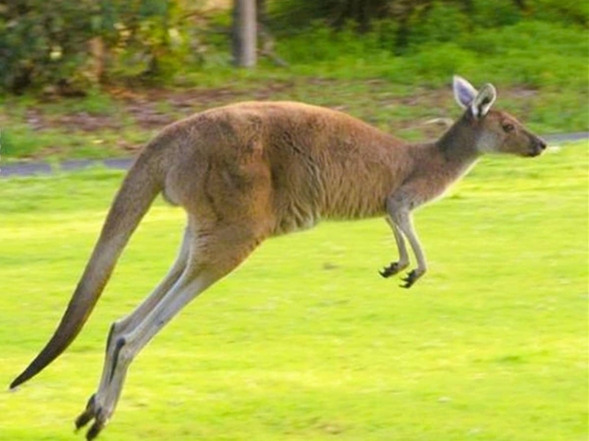 30 Jamberoo Court, TALLEBUDGERA - Thumbnail 16