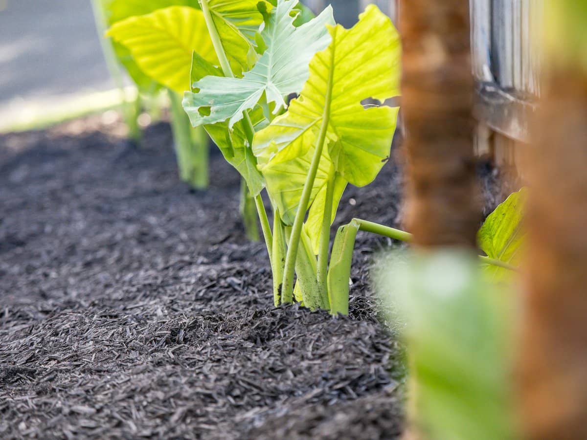 549 Ashmore Road, Ashmore - Thumbnail 19