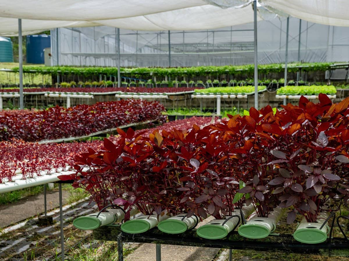 44 Glen Nathan Court, Mount Nathan - Thumbnail 5