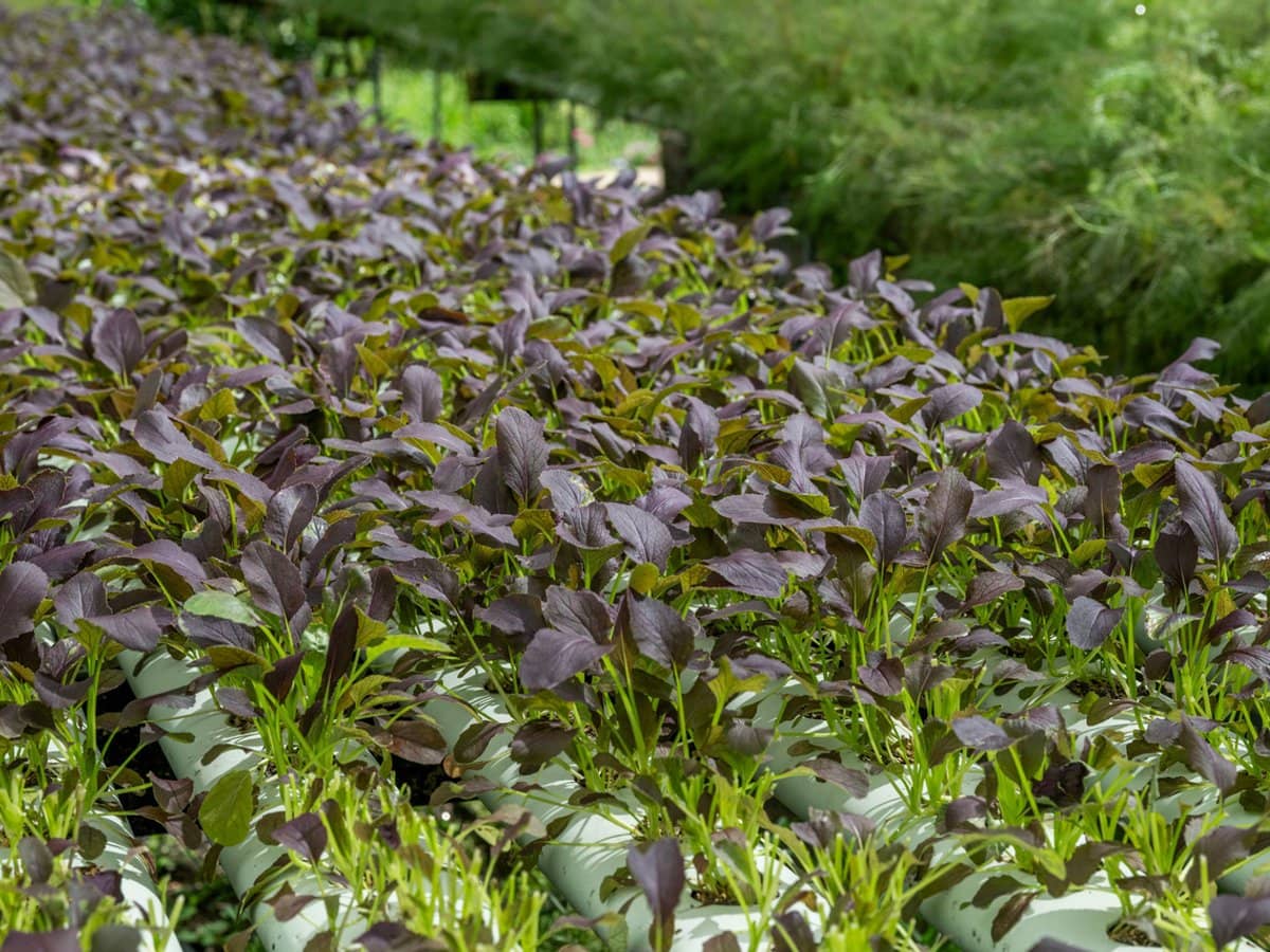 44 Glen Nathan Court, Mount Nathan - Thumbnail 25