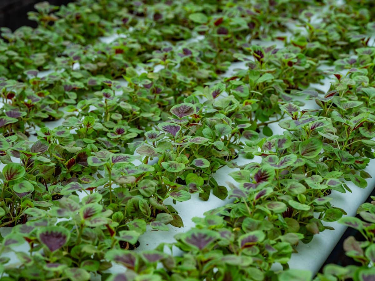 44 Glen Nathan Court, Mount Nathan - Thumbnail 26