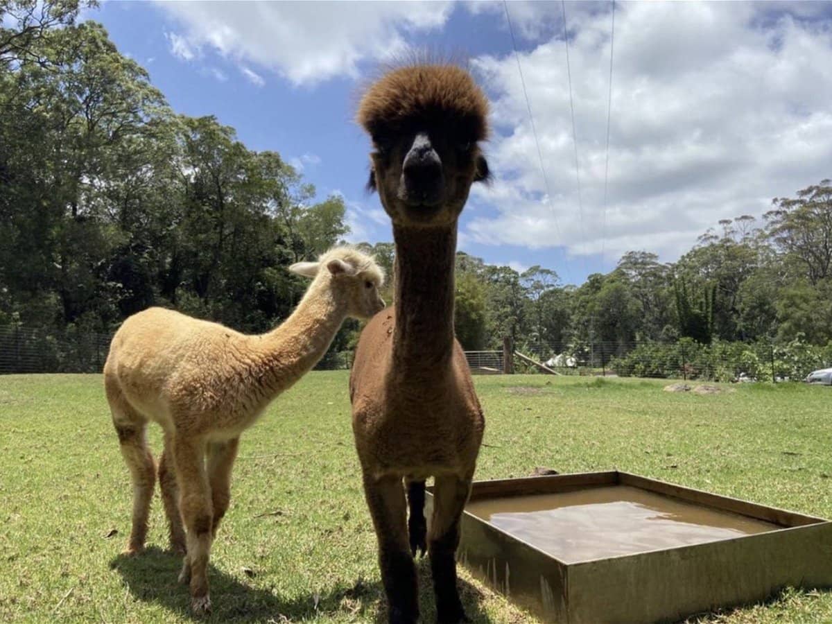 232-238 Geissmann Drive, TAMBORINE MOUNTAIN - Thumbnail 11